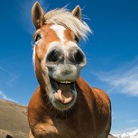 Dos caballos protagonizan graciosa aventura: Ingresaron a comercio para consumir golosinas