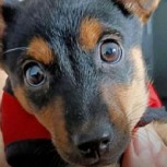“Liberen a Coco”: El perro que durante 48 horas conmocionó las redes sociales