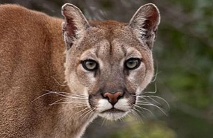 Puma ciego convive con su cuidadora: Una ejemplar historia de amor por los animales