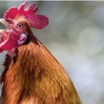 Vecinos de localidad cordobesa viven una pesadilla por culpa de gallos madrugadores