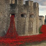 Casi un millón de amapolas conmemoran a caídos en la Primera Guerra