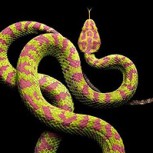 Serpentina: El proyecto que retrata a las serpientes más peligrosas del mundo