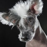Los curiosos y llamativos retratos de perros sin pelo creados por Sophie Gamand
