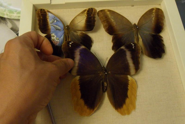 mona-lisa-mariposa-8
