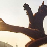 Fotos de gatos ninja son furor en Instagram: Verdaderos guerreros felinos sorprenden