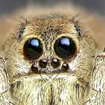 Arañas provocan que Suzuki retire miles de autos del mercado