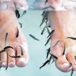 Ictioterapia: el extraño tratamiento de peces que comen células de los pies