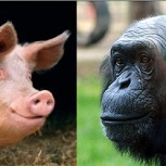 Estudio científico: Hombre evolucionó de la cruza entre mono y cerdo
