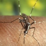 Chikungunya: La nueva amenaza que traen los mosquitos