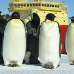 El pingüino emperador está amenazado por el cambio climático