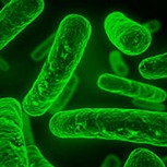 Bacteria “asesina” que devora la carne de las personas deja 5 muertos y decenas de infectados