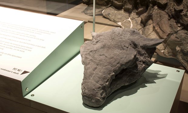 Foto: Cráneo del nodosaurio petrificado. /theguardian.com