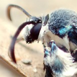 La dieron por extinta hace 130 años hasta que una estudiante la encontró viva y la fotografió