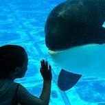 Científico chileno descubre que orcas pueden “hablar” como los humanos