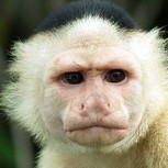 ¿Los monos han llegado a la “Edad de Piedra”? Científicos sorprendidos por comportamiento de primates