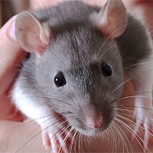 Científicos chinos consiguen controlar las ratas por medio del pensamiento humano