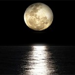 ¿La Luna acaba de ser habitada? Animales microscópicos enviados al espacio habrían sobrevivido a falla en el alunizaje