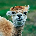 Científicos chilenos anuncian que descubrieron anticuerpo contra el Coronavirus en las alpacas