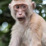 Veterinario chino murió al contagiarse por un extraño virus transmitido por los monos