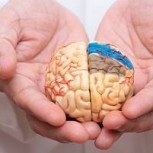 Alzheimer: Clínica creó minicerebro para analizar los factores de riesgo genético que provoca