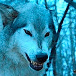 Legendarios lobos extintos hace 12.500 años fueron revividos por científicos