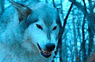 Legendarios lobos extintos hace 12.500 años fueron revividos por científicos