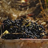 Fiestas de la vendimia ¡A celebrar el vino!: Guía para eventos imperdibles