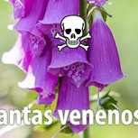 5 plantas venenosas que bien podrías tener en tu casa sin saberlo