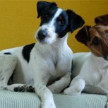 El Fox Terrier Chileno: Historia de un perro que se ganó su reconocimiento