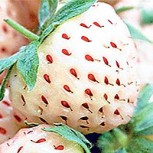 Frutos Chilenos poco conocidos: ¿Los has probado?