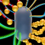 Bacterias que generan electridad: Sorprendente hallazgo de una investigadora