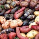 ¿Cuántos tipos de papas hay en Chile? Conoce las múltiples variedades que podemos encontrar