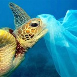 Solubag, bolsas que se disuelven en el agua: Sus creadores aseguran que resuelve drama de la contaminación