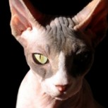 Gatos exóticos: La nueva tendencia entre los cat lovers con cuatro razas muy especiales