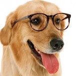 Fundalurp: Escuela de perros guía para personas con discapacidad visual