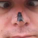 Nombres de insectos a la chilena: Los más llamativos e inexplicables (I)