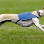 Está programada para el próximo sábado: Carrera de perros galgos en Curacautín genera repudio