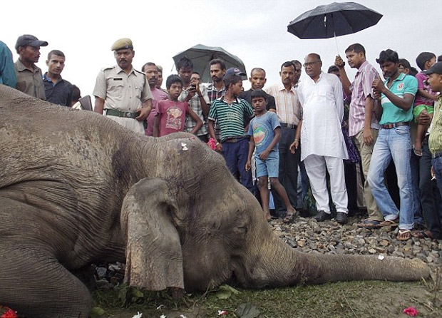 Masacre elefantes