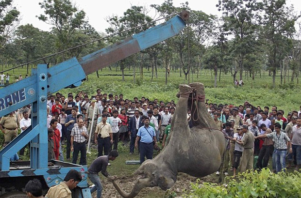 Masacre elefantes