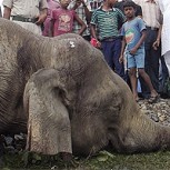Masacre de elefantes en India: Dolorosas imágenes