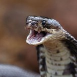 ¿Cuáles son los animales más peligrosos de India?