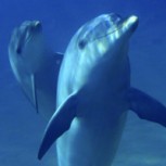 India prohíbe los espectáculos de delfines: Los declara “personas no humanas”