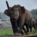 Manada de elefantes causa pánico al invadir una ciudad de India