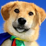 Increíble récord: Perro indio recogido de un basurero se convierte en el primero en subir el Everest