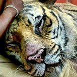 Maltrato animal: Tigre de “Life of Pi” casi se ahogó en la filmación