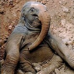 Dramático rescate de un elefante bebé tras caer a un profundo hoyo