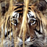 Pánico en India: buscan a tigresa que ha matado a nueve personas