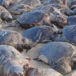Masacre de tortugas en India: Alerta por riesgo de extinción