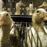India prohibió la importación de foie gras: Medida ante maltrato brutal de los patos