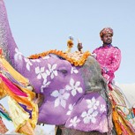 Desfile de elefantes pintados: las mejores fotos del Festival del Elefante de India